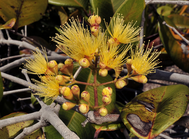 Syzygium_wrightii._Closeup.jpg