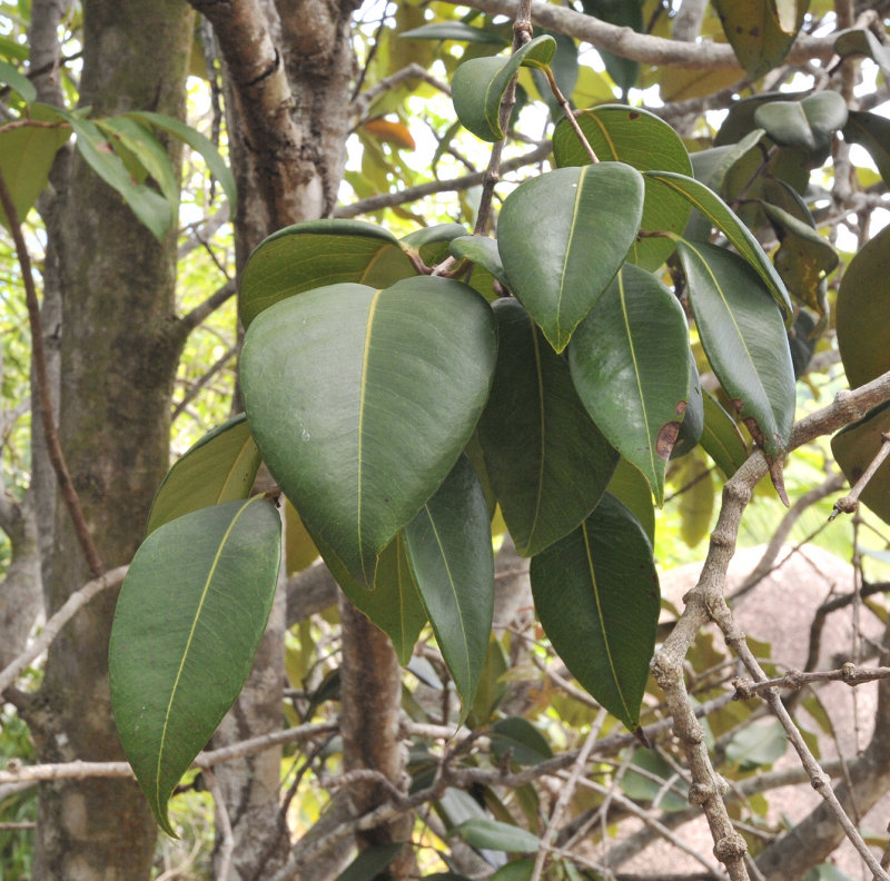Syzygium_wrightii._foliage.jpg