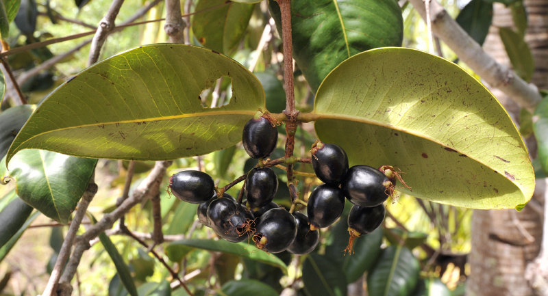 Syzygium_wrightii._Fruits.jpg