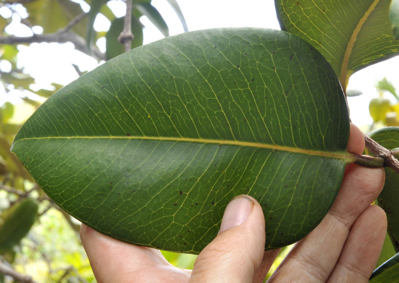 Syzygium_wrightii._Leaf.2.jpg