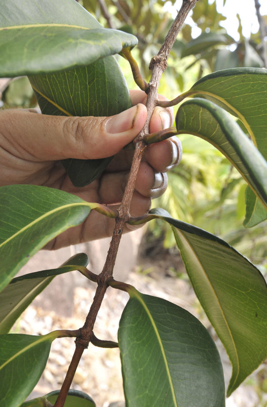 Syzygium_wrightii._petioles.jpg