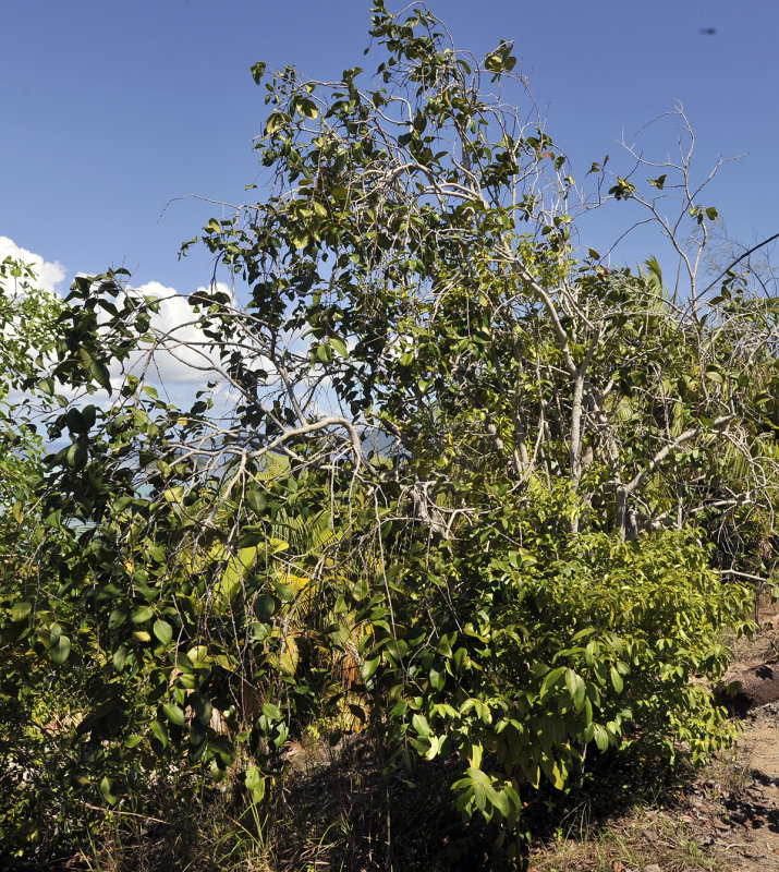 Syzygium_wrightii.2.jpg