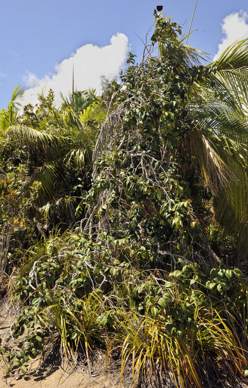 Syzygium_wrightii.3.jpg