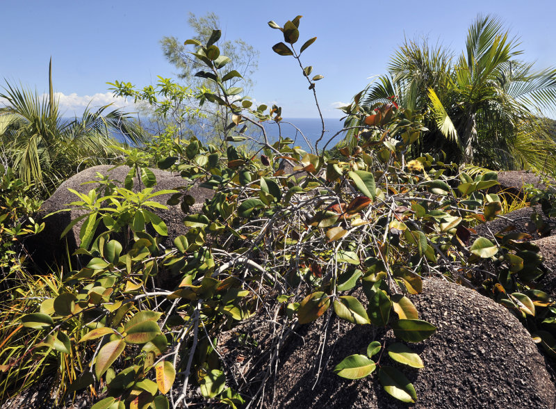 Syzygium_wrightii.4.jpg