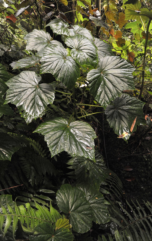 Begonia_seychellensis.jpg