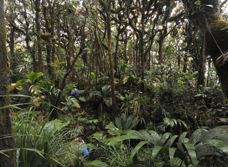 Mossy forest.