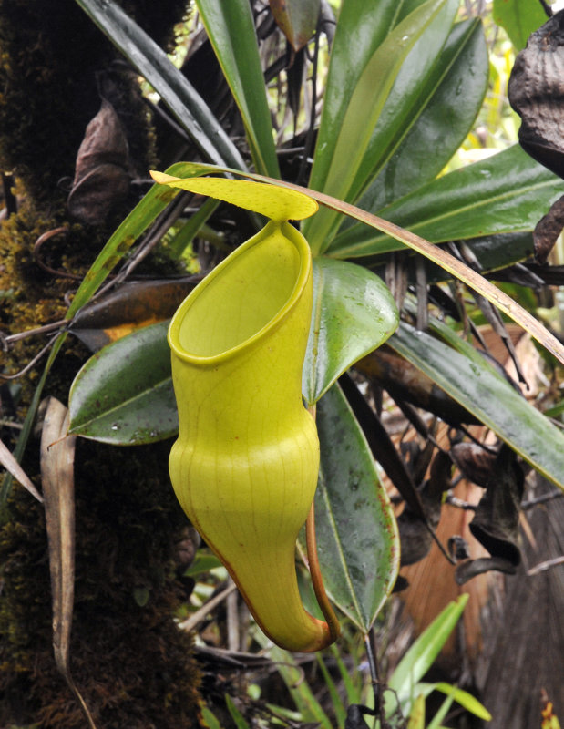 Nepenthes_pervillei_Upper_pitcher._3.jpg