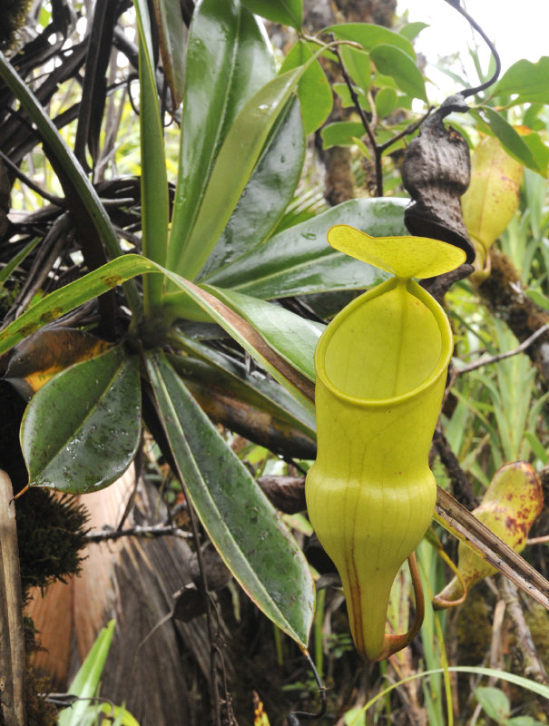 Nepenthes_pervillei_Upper_pitcher.jpg