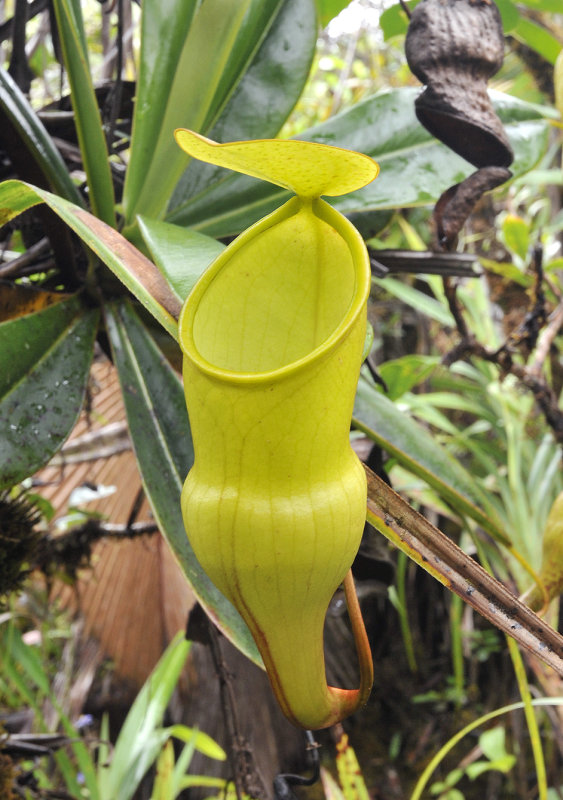 Nepenthes_pervillei_Upperr_pitcher.jpg