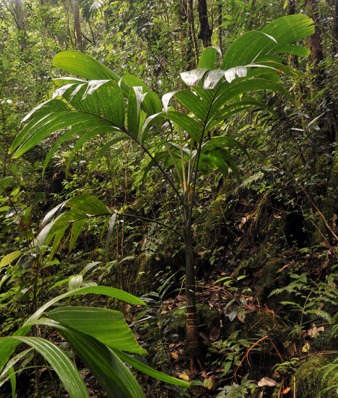 Roscheria_melanochaetes.2.jpg