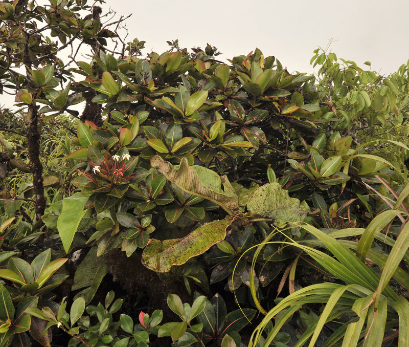 Glionettia_sericea.jpg
