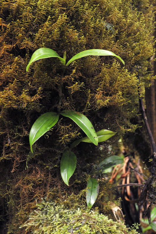 Hederorkis_seychellensis.3.jpg