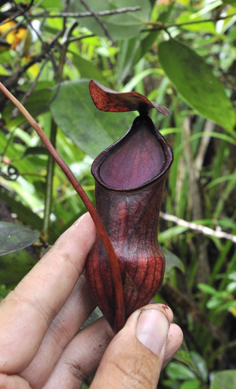 Nepenthes_pervillei._Lower_pitcher.jpg