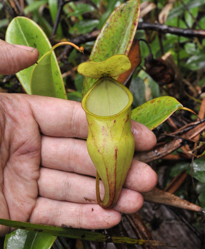 Nepenthes_pervillei.5.jpg