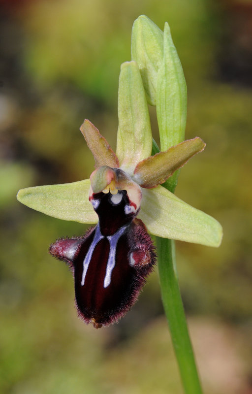 Ophrys sphegodes subsp. atrata. Close-up.