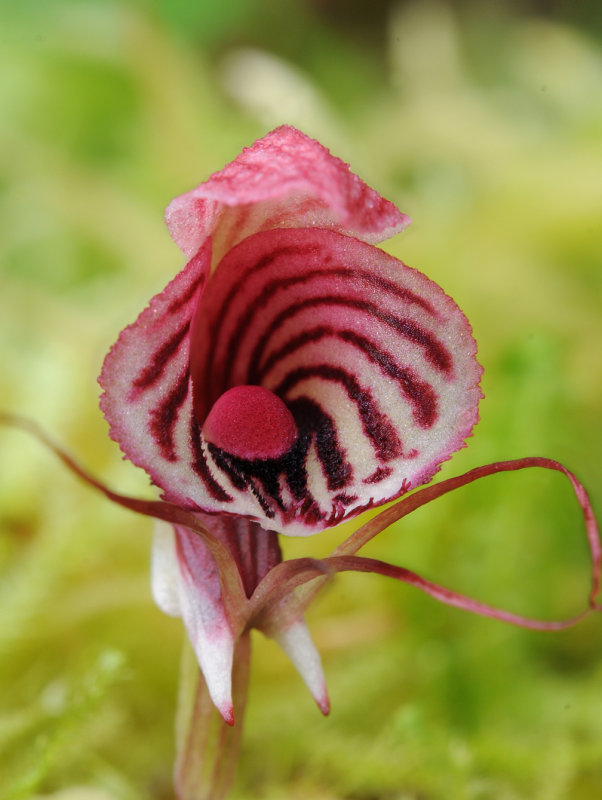 Corybas_roseus_closeup.jpg