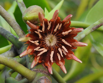 Bruguiera gymnorhiza. Close-up.