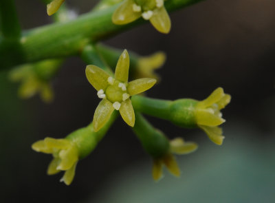 Polyscias_sechellarum._Closeup.jpg