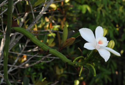 Vanilla_phalaenopsis.jpg