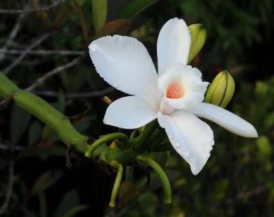Vanilla_phalaenopsis._Closeup.jpg
