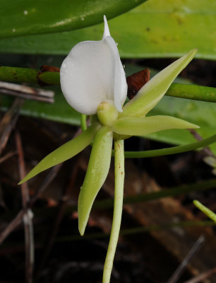 Angraecum eburneum. Close-up.