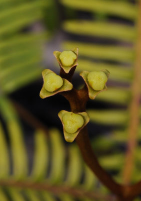 Nepenthes_pervillei._Female_flowers_closeup.jpg