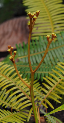 Nepenthes_pervillei._Female_flowers.jpg