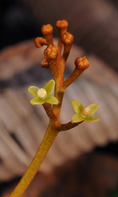 Nepenthes_pervillei._Male_flowers_closeup.jpg