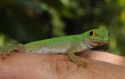 Phelsuma.2.jpg