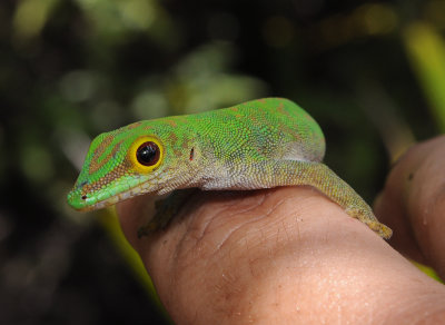 Phelsuma.5.jpg