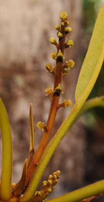 Soulamea terminalioides. Female flowers close-up.