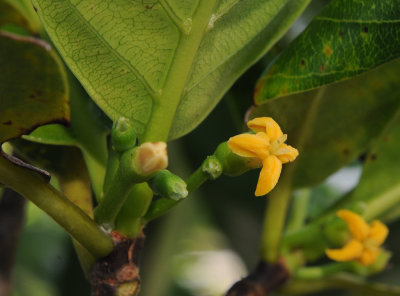 Timonius flavescens. Close-up.