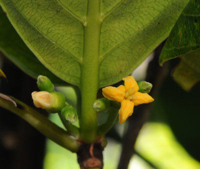 Timonius flavescens. Close-up.