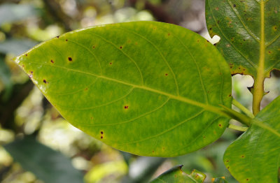 Timonius flavescens. Leaf.