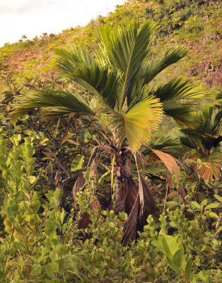 Phoenicophorium borsigianum.