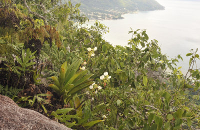 Angraecum_eburneum.jpg