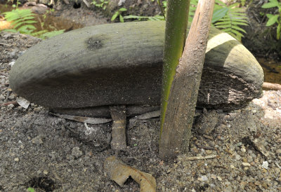 Coco_de_mer_germinating._Closeup.jpg