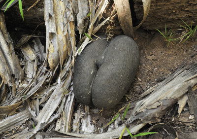 Coco_de_mer_seed.jpg