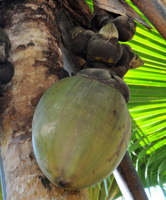 Lodoicea_maldivica_fruit.jpg