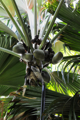 Lodoicea_maldivica_fruits.2.jpg