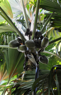 Lodoicea_maldivica_fruits.jpg