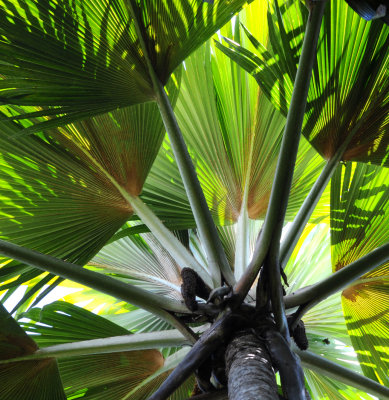 Lodoicea_maldivica._Male_tree.jpg