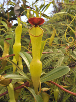 Nepenthes_pervillei._Closer.3.jpg