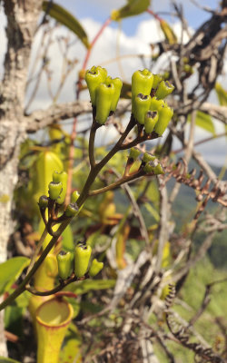 Nepenthes_pervillei._Fruits.jpg