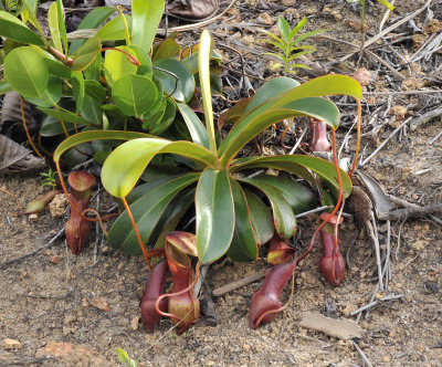 Nepenthes_pervillei._Young_plant.jpg
