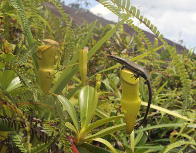 Nepenthes_pervillei_with_skink.2.jpg