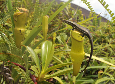 Nepenthes_pervillei_with_skink.3.jpg
