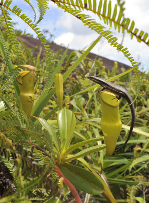 Nepenthes_pervillei_with_skink.jpg