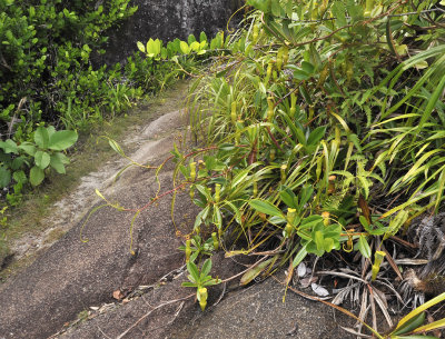 Nepenthes_pervillei.4.jpg
