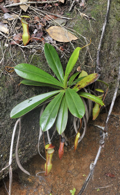 Nepenthes pervillei in shade.